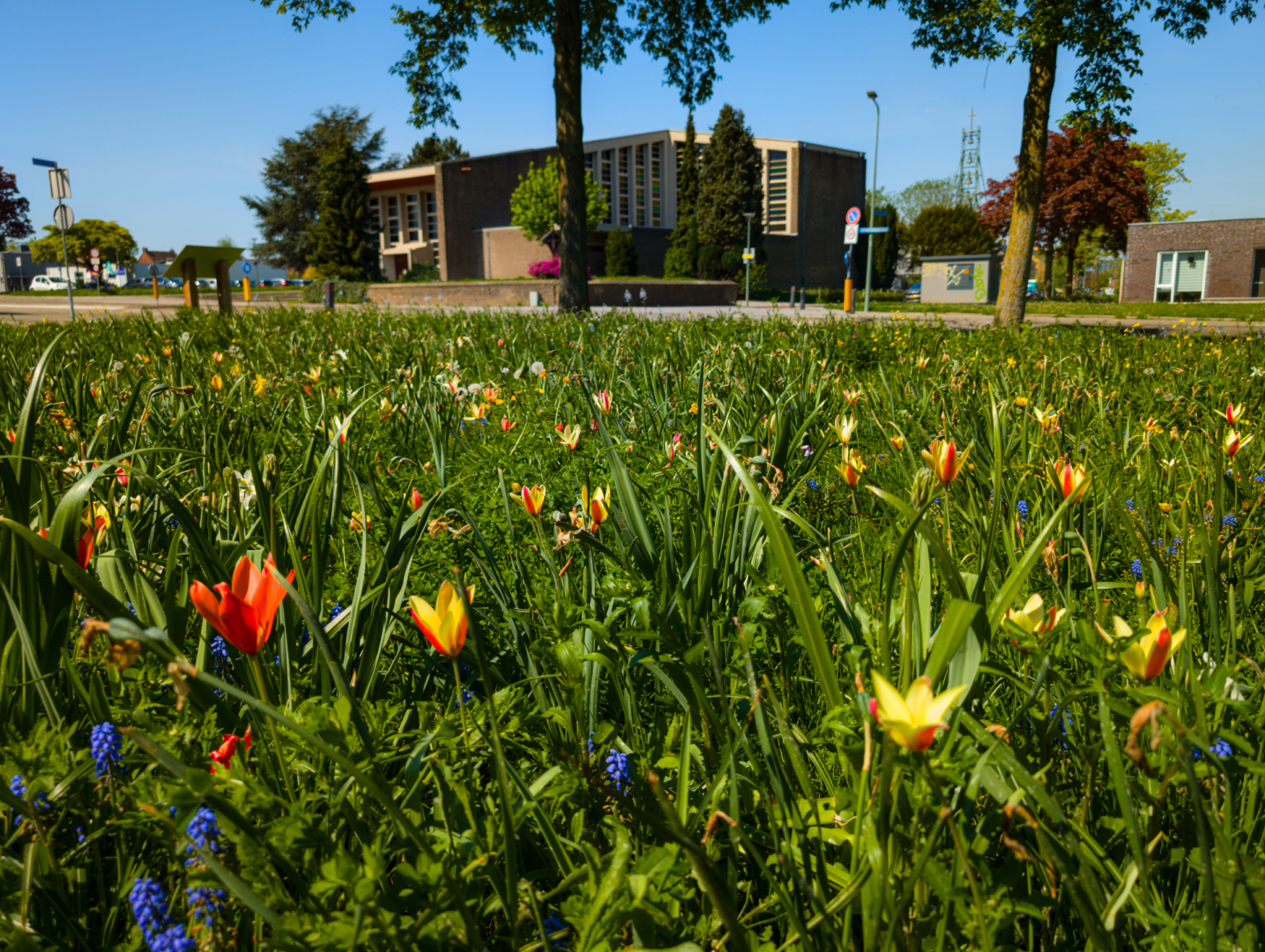  Bonte Bermen in Limburg: biodiversiteit in volle bloei