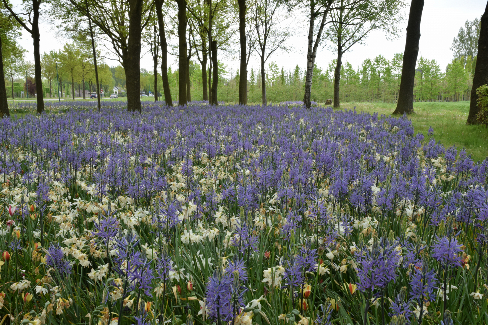 Bonte Berm
