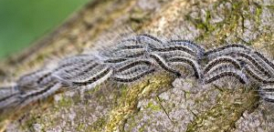 Natuurlijke bestrijding eikenprocessierups