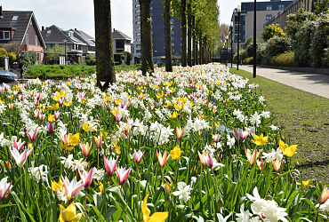 Alkmaar - Frans Coenenpad