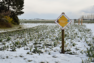 Bonte Berm - JUB Holland