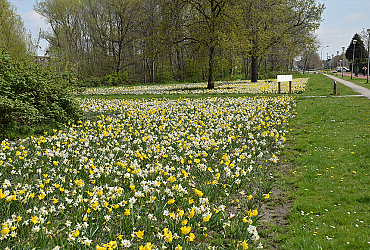 Ringelwikke - Den Haag