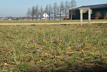 Eerst bloei crocussen