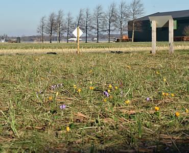 Eerst bloei crocussen