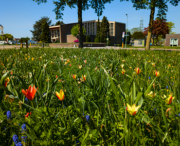  Bonte Bermen in Limburg: biodiversiteit in volle bloei