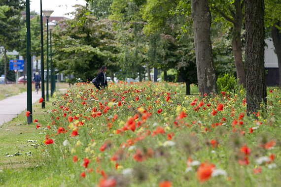 Langbloeiende bermen in gemeente Soest