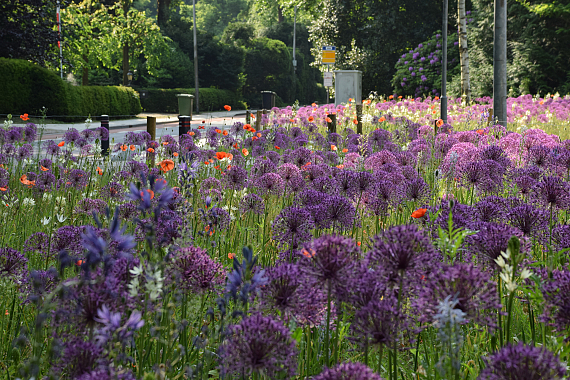 Gemeente Zeist - Dolderseweg