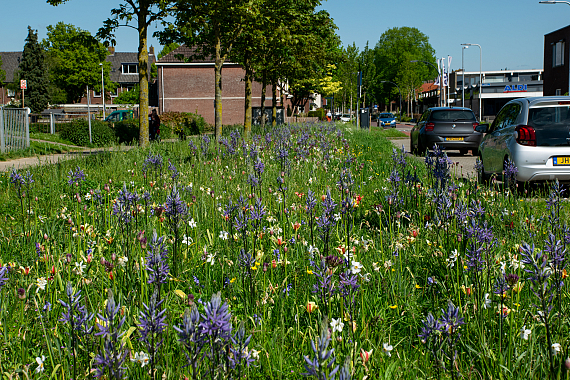 Gemeente Zutphen - Jan Vermeerstraat