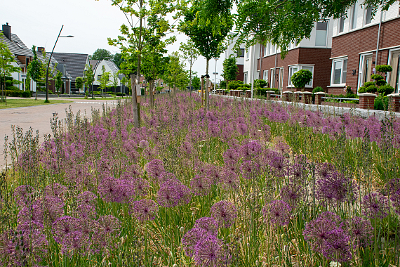 Gemeente Oldenzaal - Bisschop Balderikstraat