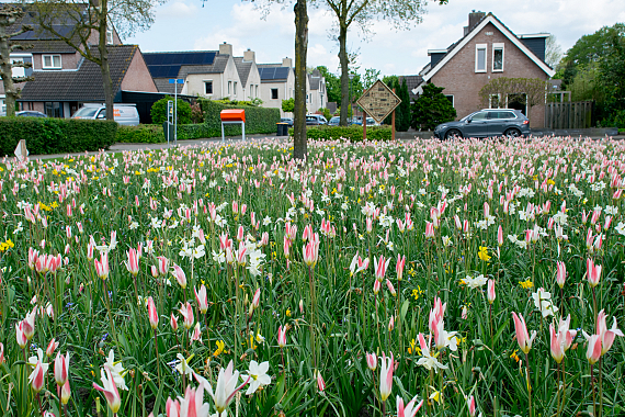 Gemeente Gilze en Rijen - Marga Klomélaan