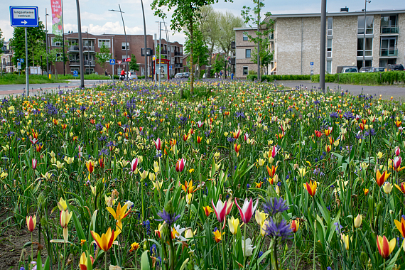 Gemeente Losser - Gronausestraat