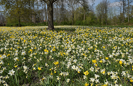 Ringelwikke - Den Haag