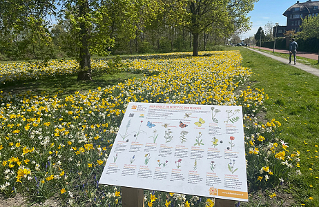 Ringelwikke - Den Haag
