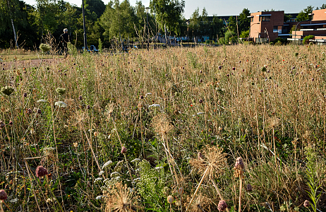 Droogte en de Bonte Berm