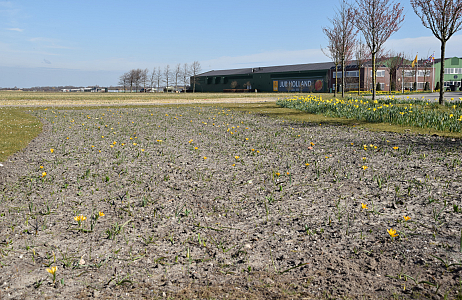 Eerst bloei crocussen